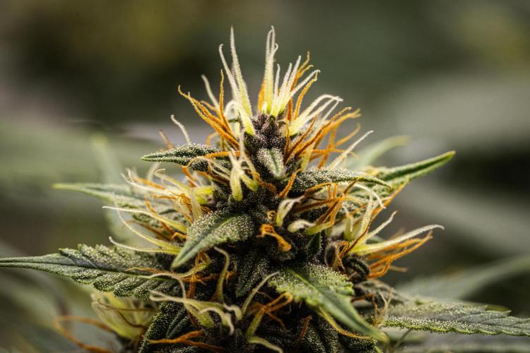Pink Runtz - Farm #23. Week 6 - Pink Runtz - Day 42.