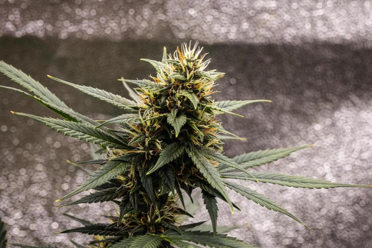 Pink Runtz - Farm #23. Week 6 - Pink Runtz - Day 42.