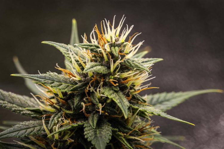 Pink Runtz - Farm #23. Week 6 - Pink Runtz - Day 42.