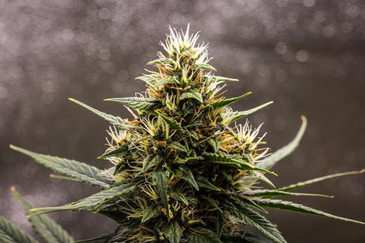 Pink Runtz - Farm #23. Week 6 - Pink Runtz - Day 42.
