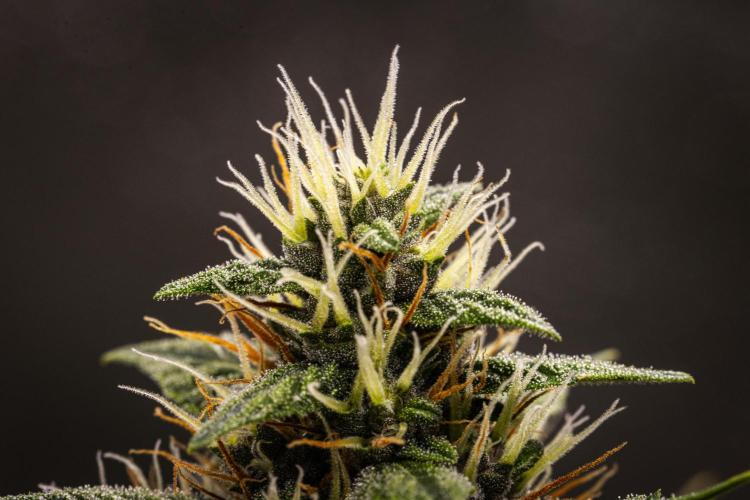 Pink Runtz - Farm #23. Week 6 - Pink Runtz - Day 42.