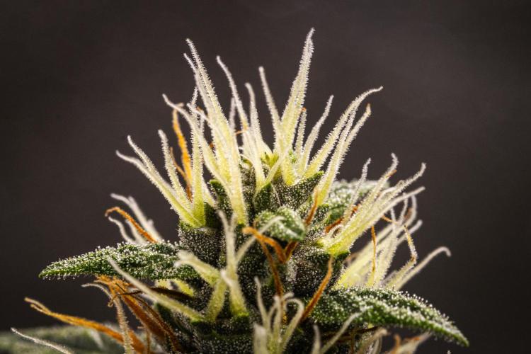 Pink Runtz Automatic. Week 6