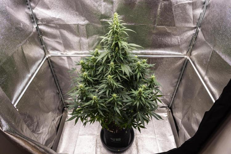 Wedding Cake - Farm #23. Week 7 - Wedding Cake - Day 49.