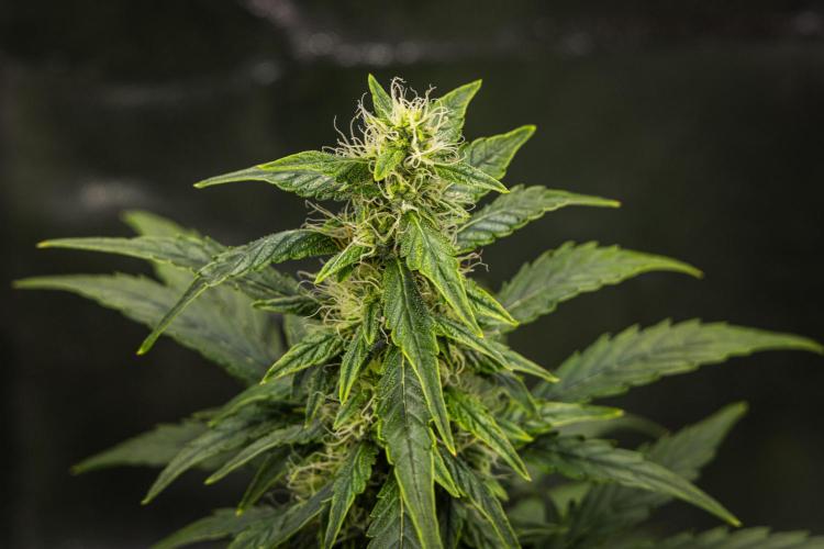 Wedding Cake - Farm #23. Week 7 - Wedding Cake - Day 49.