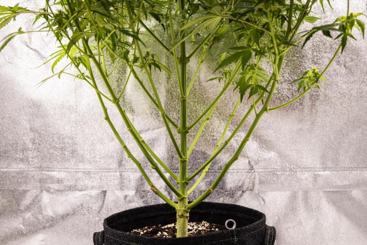 Wedding Cake - Farm #23. Week 7 - Wedding Cake - Day 49.