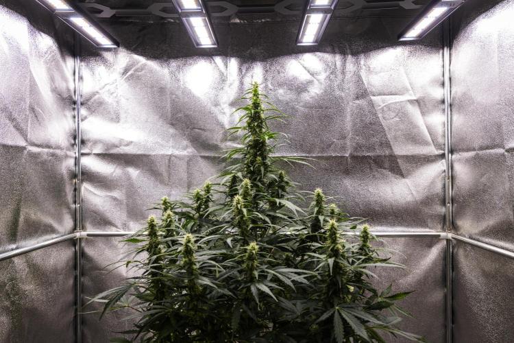 Wedding Cake - Farm #23. Week 7 - Wedding Cake - Day 49.