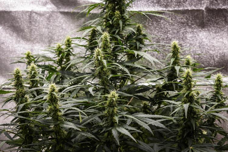 Wedding Cake - Farm #23. Week 7 - Wedding Cake - Day 49.