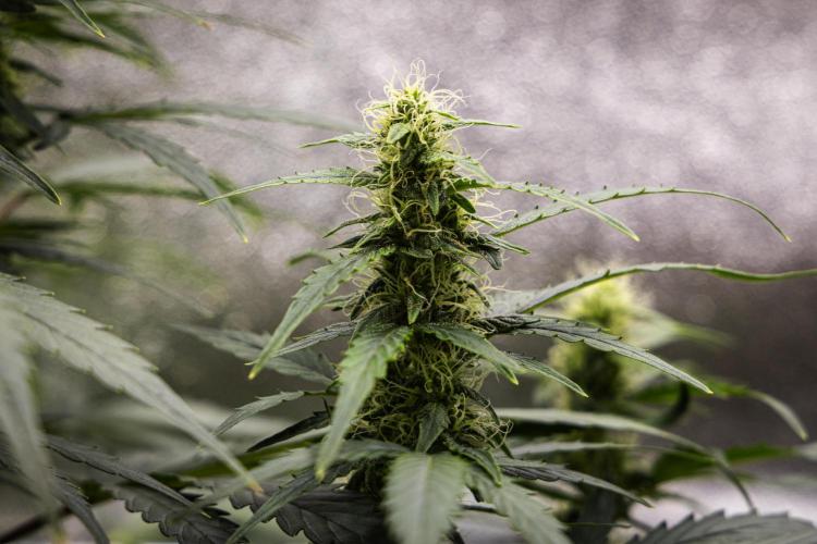 Wedding Cake - Farm #23. Week 7 - Wedding Cake - Day 49.