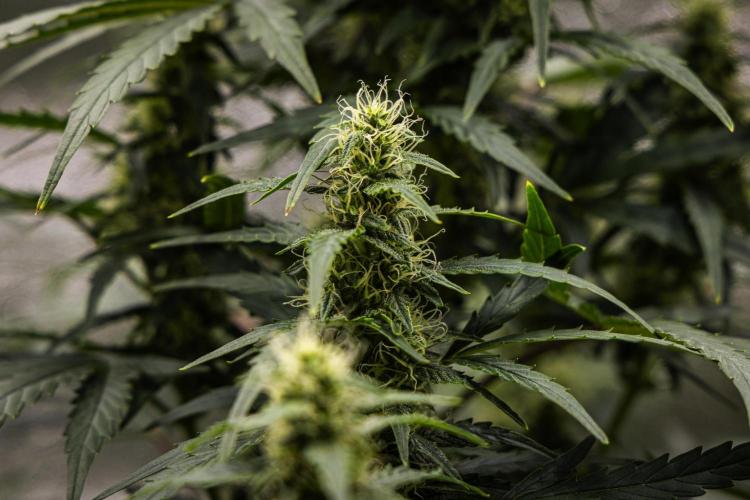 Wedding Cake - Farm #23. Week 7 - Wedding Cake - Day 49.