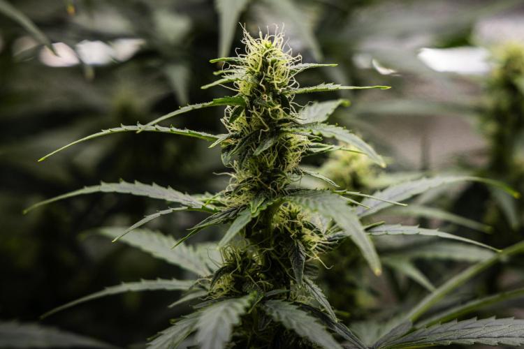 Wedding Cake - Farm #23. Week 7 - Wedding Cake - Day 49.
