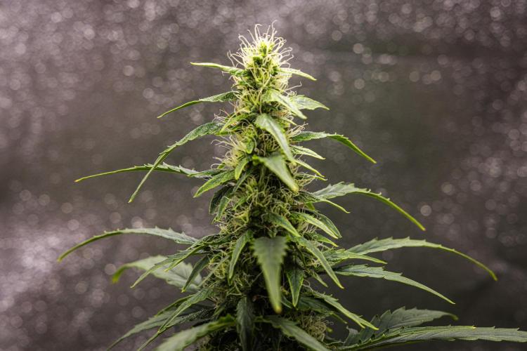 Wedding Cake - Farm #23. Week 7 - Wedding Cake - Day 49.