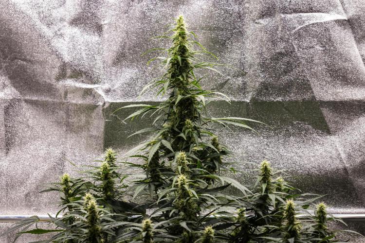Wedding Cake - Farm #23. Week 7 - Wedding Cake - Day 49.