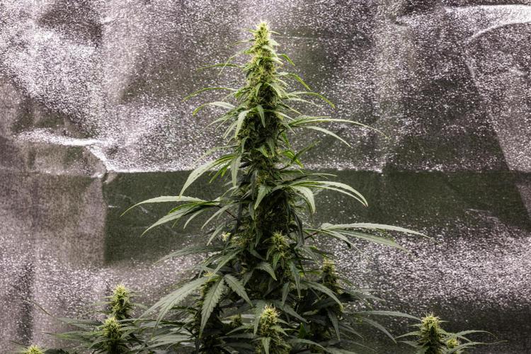Wedding Cake - Farm #23. Week 7 - Wedding Cake - Day 49.