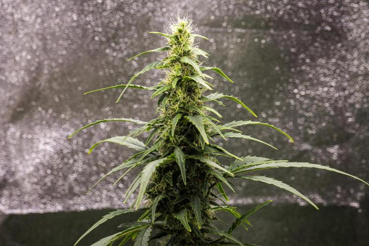 Wedding Cake - Farm #23. Week 7 - Wedding Cake - Day 49.