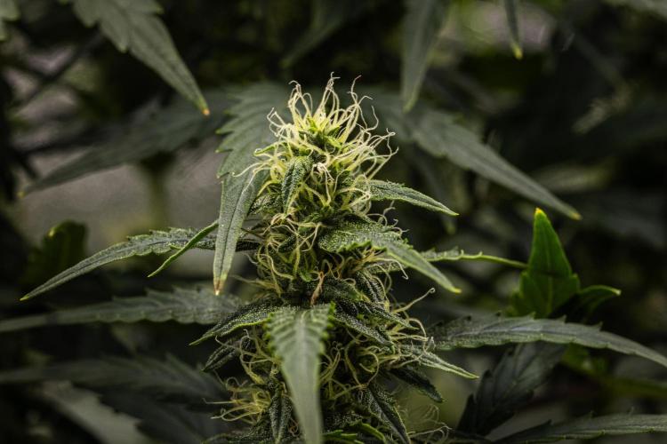 Wedding Cake - Farm #23. Week 7 - Wedding Cake - Day 49.