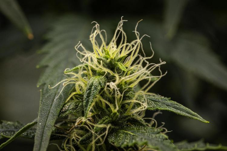Wedding Cake - Farm #23. Week 7 - Wedding Cake - Day 49.
