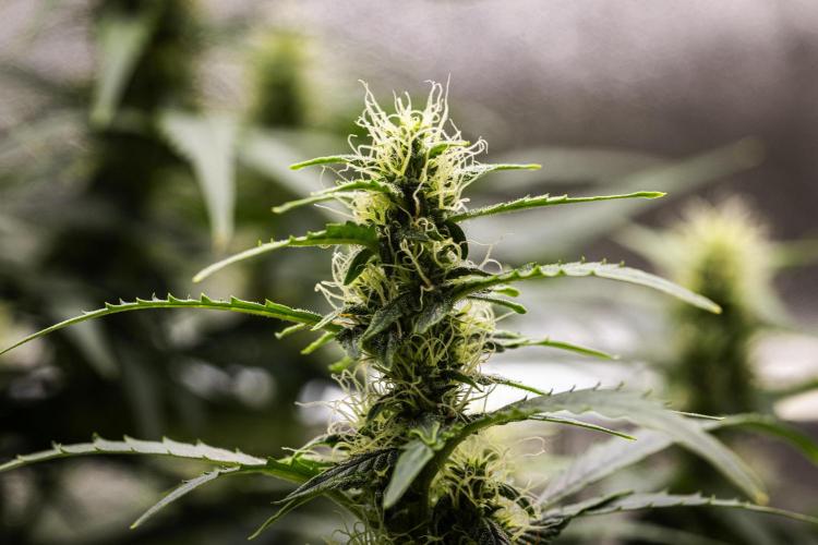 Wedding Cake - Farm #23. Week 7 - Wedding Cake - Day 49.