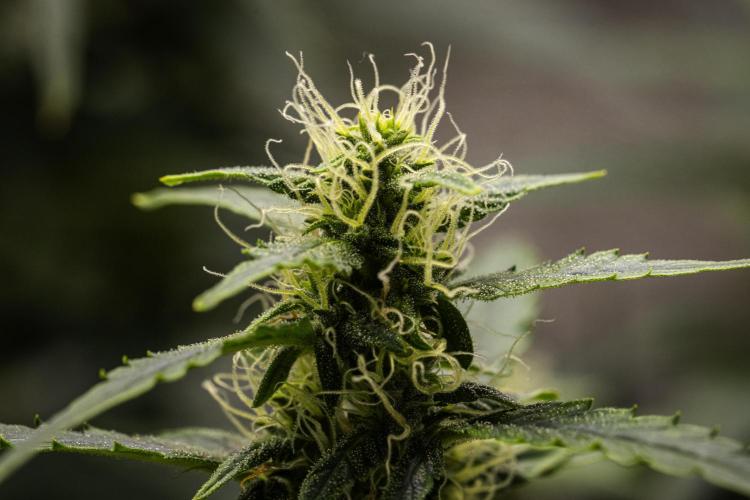 Wedding Cake - Farm #23. Week 7 - Wedding Cake - Day 49.