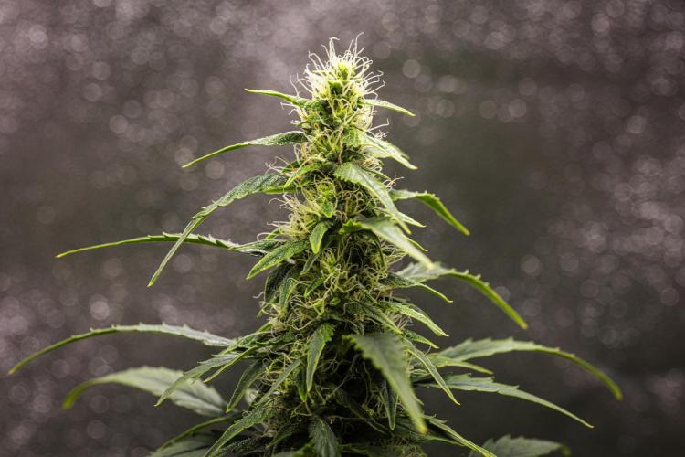 Wedding Cake - Farm #23. Week 7 - Wedding Cake - Day 49.