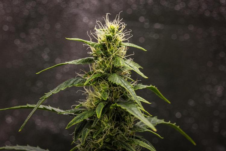 Wedding Cake - Farm #23. Week 7 - Wedding Cake - Day 49.