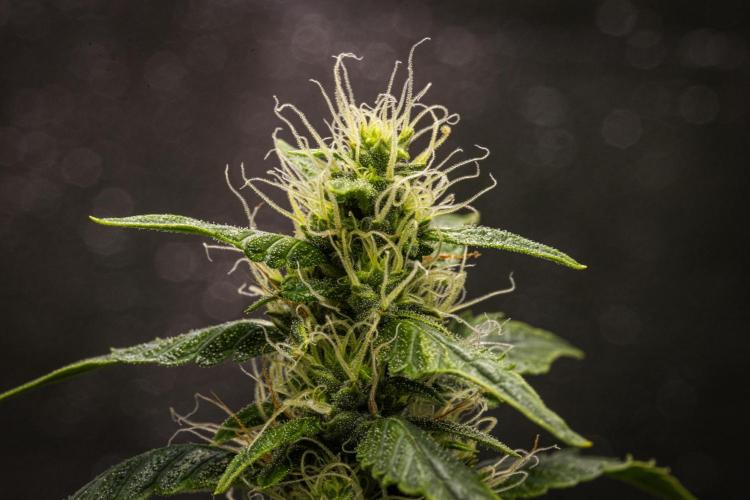 Wedding Cake - Farm #23. Week 7 - Wedding Cake - Day 49.