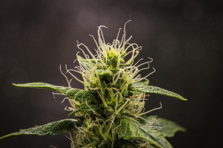 Wedding Cake - Farm #23. Week 7 - Wedding Cake - Day 49.