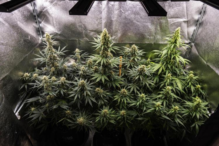Grape Ape - Farm #23. Week 7 - Butterflies Little Farm - Week 7.