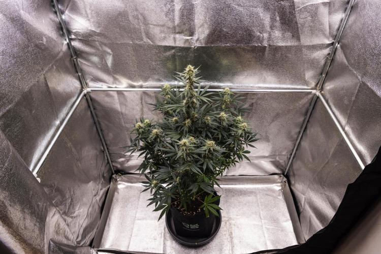 Grape Ape - Farm #23. Week 7 - Grape Ape - Day 49.