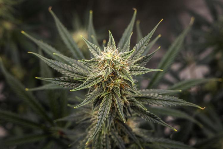 Grape Ape - Farm #23. Week 7 - Grape Ape - Day 49.