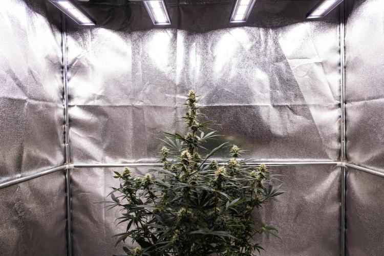 Grape Ape - Farm #23. Week 7 - Grape Ape - Day 49.
