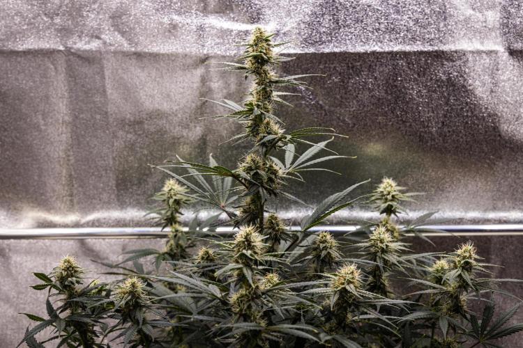 Grape Ape - Farm #23. Week 7 - Grape Ape - Day 49.