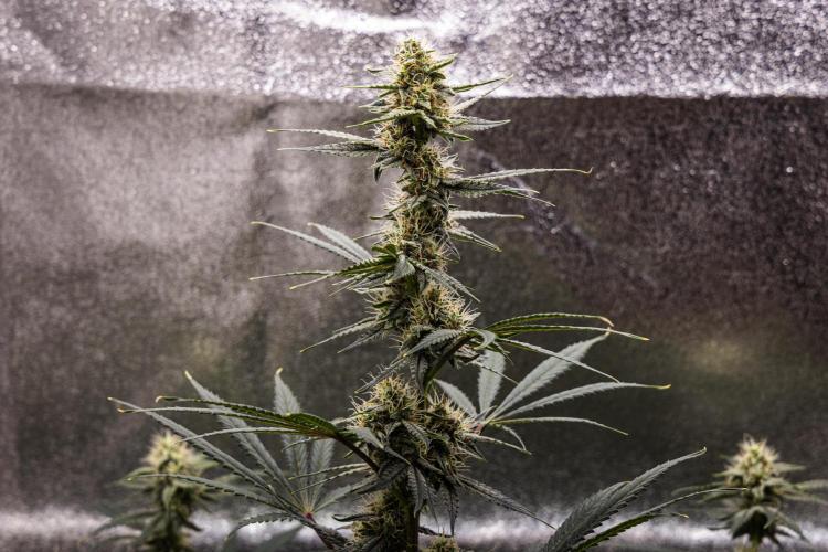 Grape Ape - Farm #23. Week 7 - Grape Ape - Day 49.
