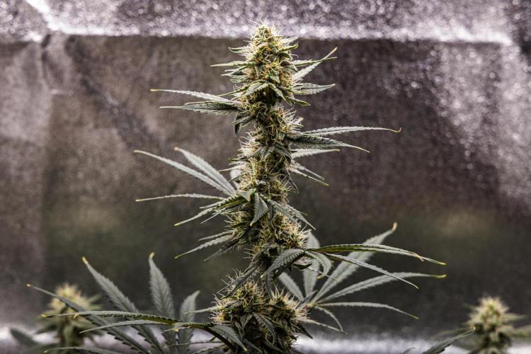 Grape Ape - Farm #23. Week 7 - Grape Ape - Day 49.