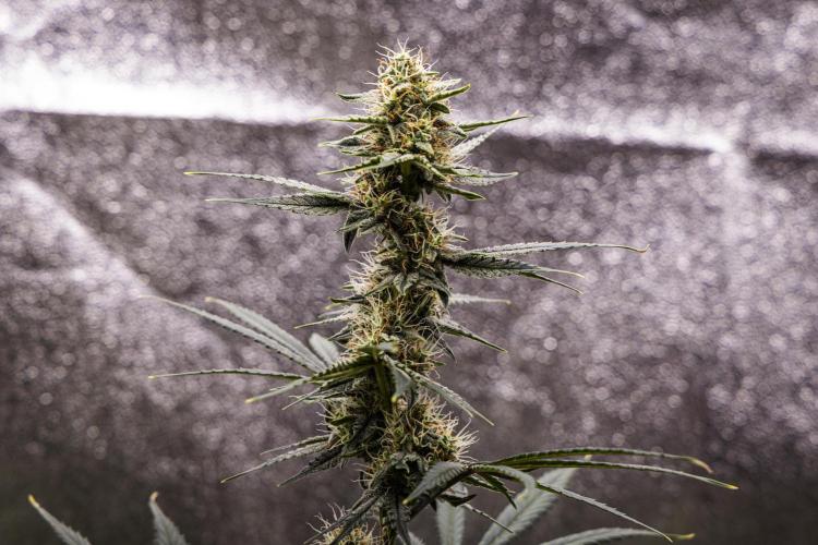 Grape Ape - Farm #23. Week 7 - Grape Ape - Day 49.