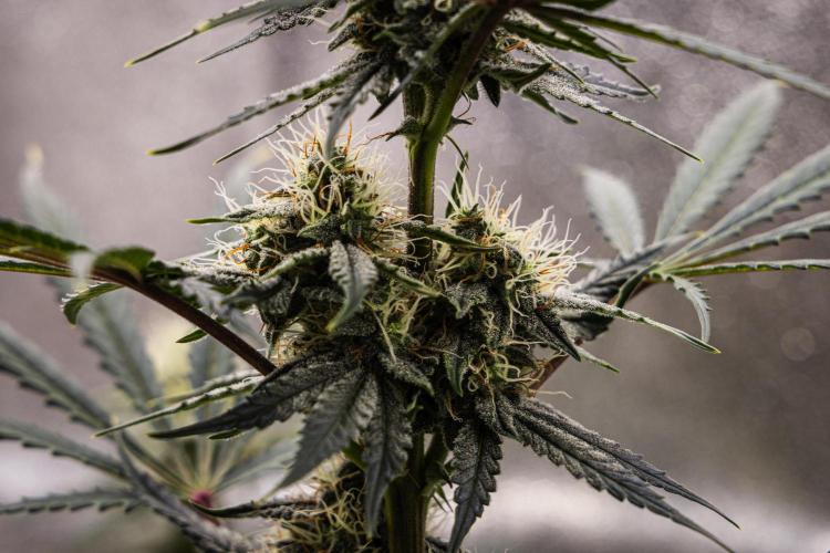 Grape Ape - Farm #23. Week 7 - Grape Ape - Day 49.