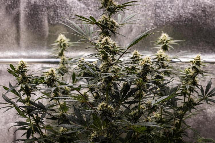 Grape Ape - Farm #23. Week 7 - Grape Ape - Day 49.