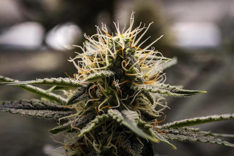 Grape Ape - Farm #23. Week 7 - Grape Ape - Day 49.