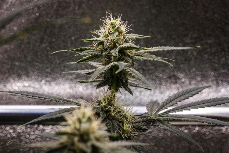 Grape Ape - Farm #23. Week 7 - Grape Ape - Day 49.