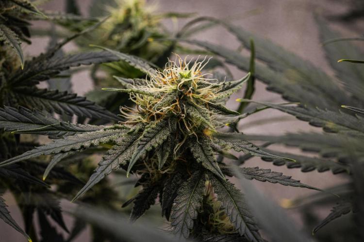 Grape Ape - Farm #23. Week 7 - Grape Ape - Day 49.