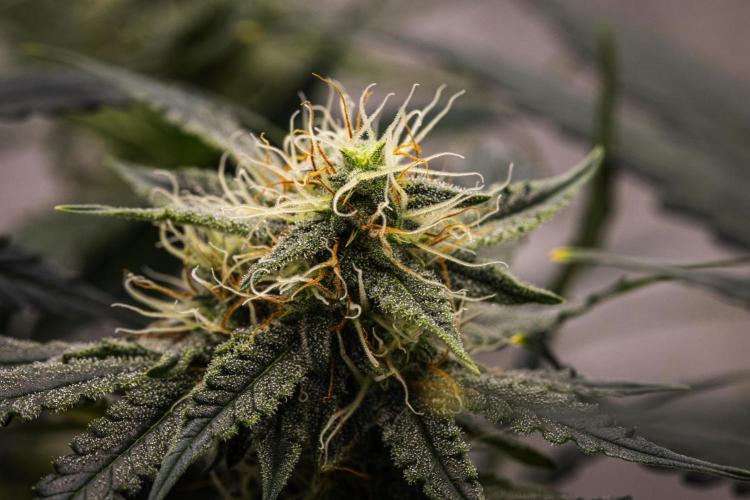 Grape Ape - Farm #23. Week 7 - Grape Ape - Day 49.