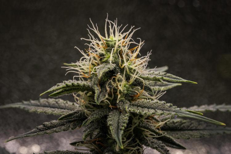 Grape Ape - Farm #23. Week 7 - Grape Ape - Day 49.