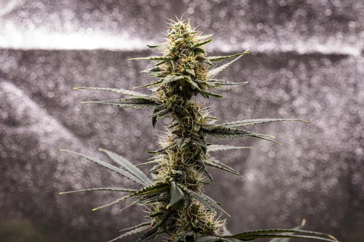 Grape Ape - Farm #23. Week 7 - Grape Ape - Day 49.