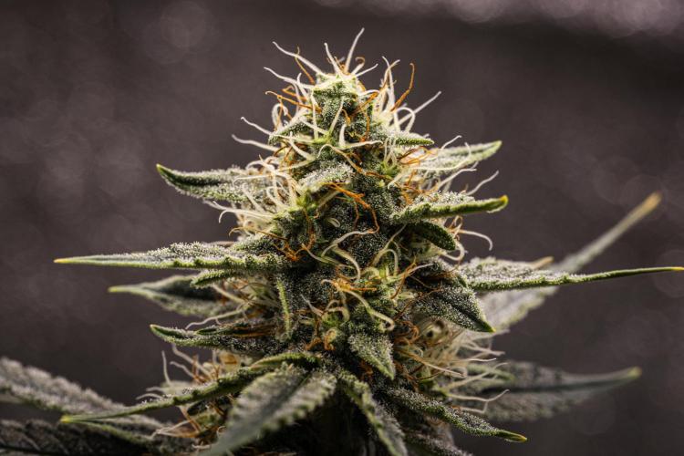 Grape Ape - Farm #23. Week 7 - Grape Ape - Day 49.