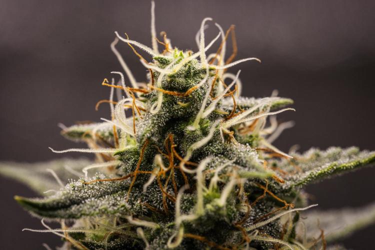 Grape Ape - Farm #23. Week 7 - Grape Ape - Day 49.