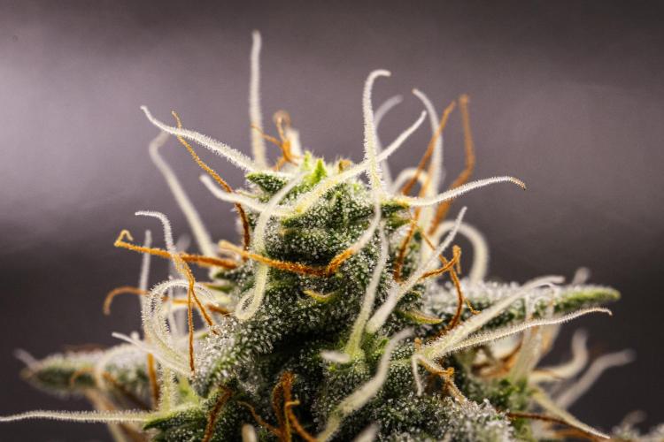Grape Ape - Farm #23. Week 7 - Grape Ape - Day 49.