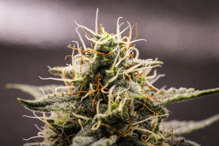 Grape Ape - Farm #23. Week 7 - Grape Ape - Day 49.