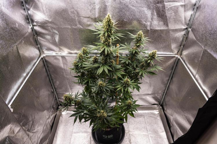 Pink Runtz - Farm #23. Week 7 - Pink Runtz - Day 49.