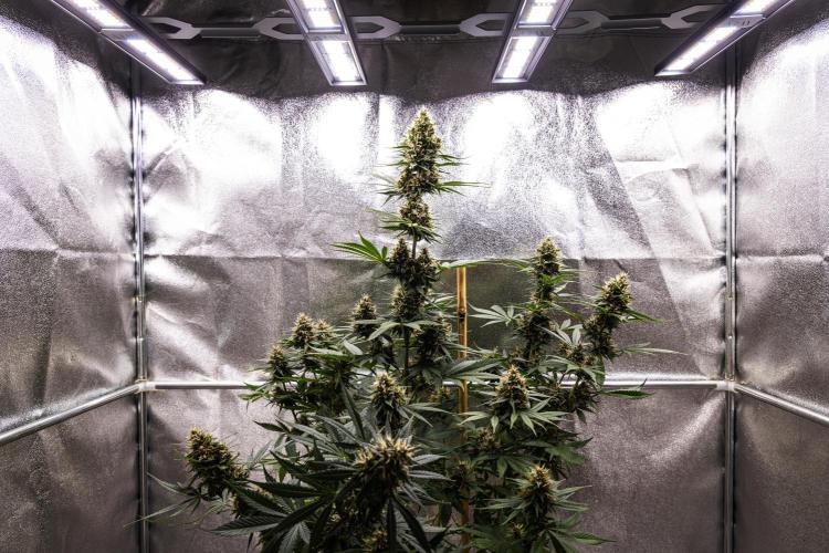 Pink Runtz - Farm #23. Week 7 - Pink Runtz - Day 49.