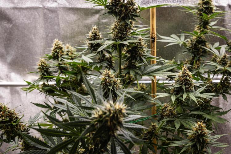 Pink Runtz - Farm #23. Week 7 - Pink Runtz - Day 49.