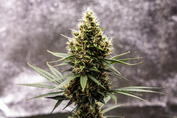 Pink Runtz - Farm #23. Week 7 - Pink Runtz - Day 49.